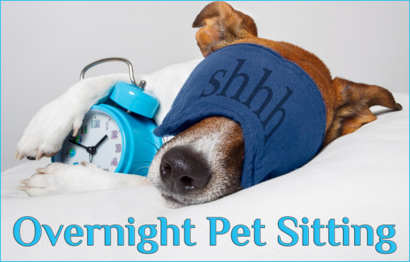 overnight-pet-sitting-wash-n-wiggle